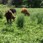 Grass Seed Varieties