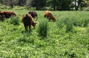 Grass Seed Varieties